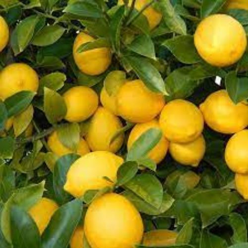 Balaji Lemon Plant Manufacturer & Supplier in India